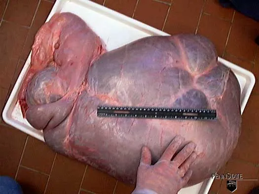 12 Wochen · Pansen · Milch + Getreide + Heu