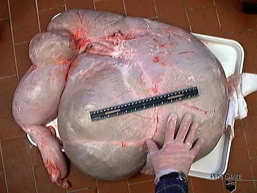 12 Wochen · Pansen · Milch + Heu