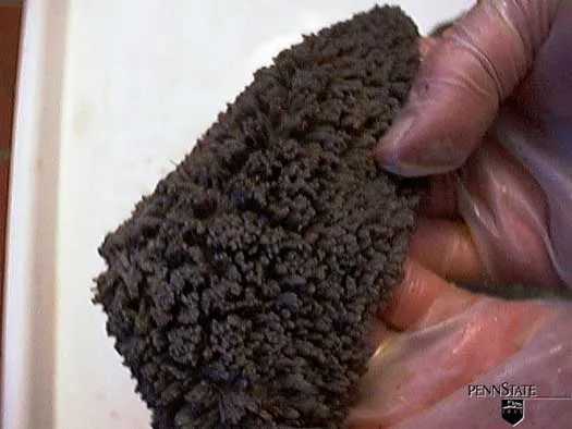 12 Wochen · Zotten · Milch + Getreide +Heu