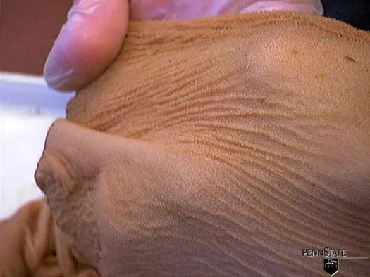 12 Wochen · Zotten · Milch + Heu