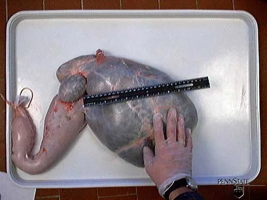 4 Wochen · Pansen · Milch + Getreide + Heu