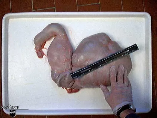 4 Wochen · Pansen · Milch + Heu