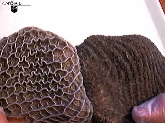 4 Wochen · Zotten · Milch + Getreide + Heu