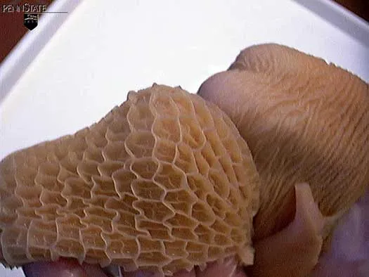 4 Wochen · Zotten · Milch + Heu