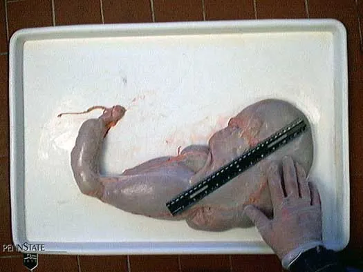 6 Wochen · Pansen · Nur Milch