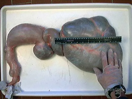 6 Wochen · Pansen · Milch + Getreide