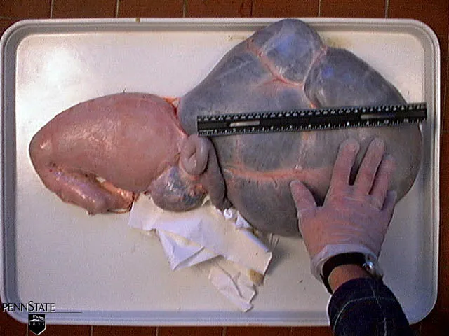 6 Wochen · Pansen · Milch + Getreide + Heu