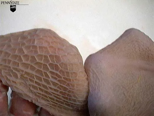 6 Wochen · Zotten · Nur Milch