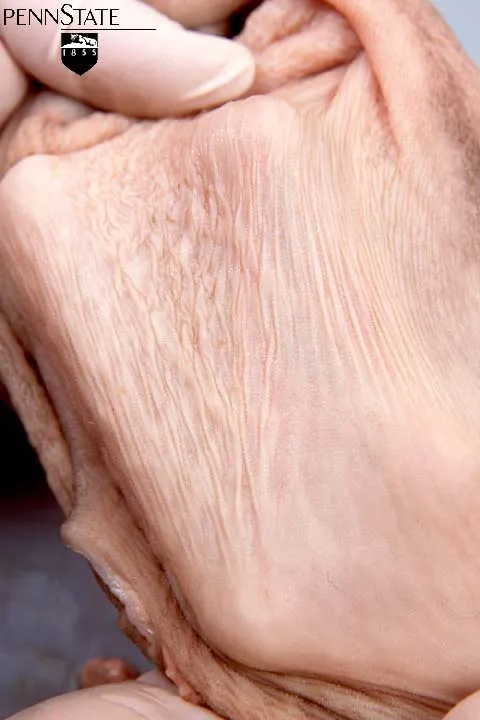 6 Wochen · Zotten · Nur Milch