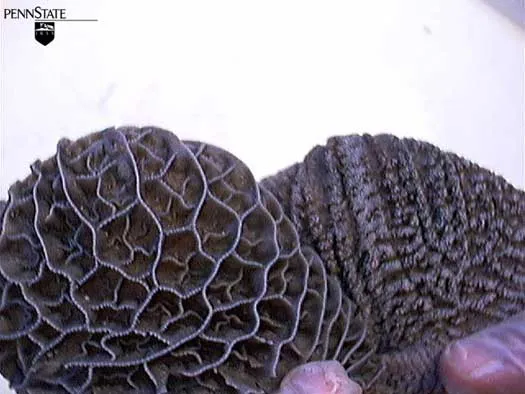 6 Wochen · Zotten · Milch + Getreide