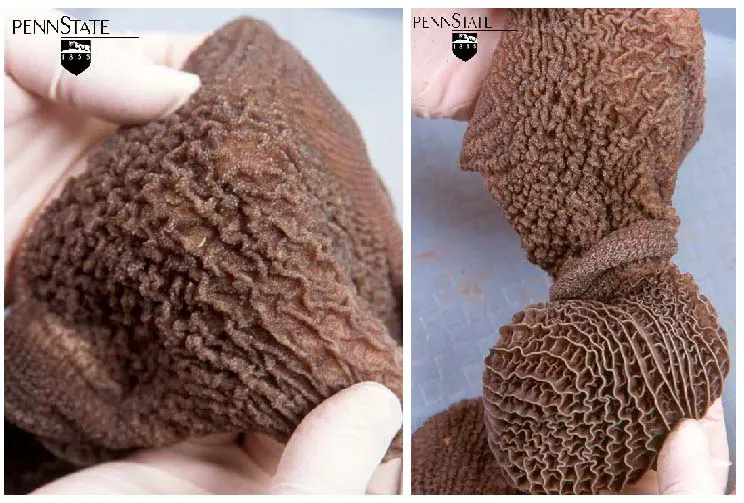 6 Wochen · Zotten · Milch + Getreide