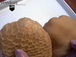 6 Wochen · Zotten · Milch + Heu