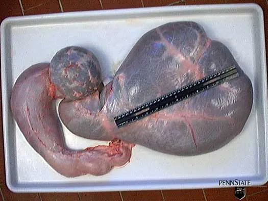 8 Wochen · Pansen · Milch + Getreide