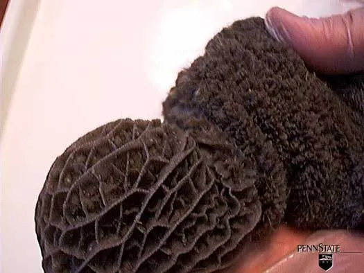 8 Wochen · Pansen · Milch + Getreide