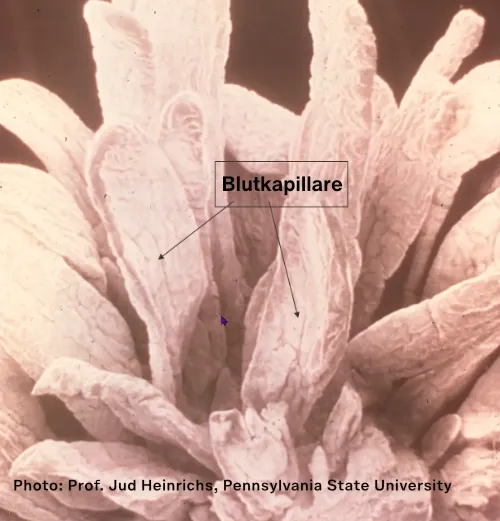 Pansenpapillen bei Kälbern im Alter von 6  Monaten.