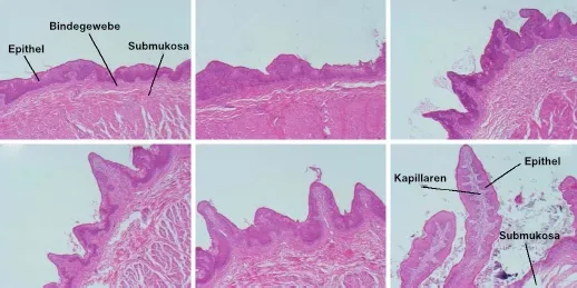 Pansenpapillen bei Kälbern im Alter von 3, 7, 14, 21, 28 und 35 Tagen.