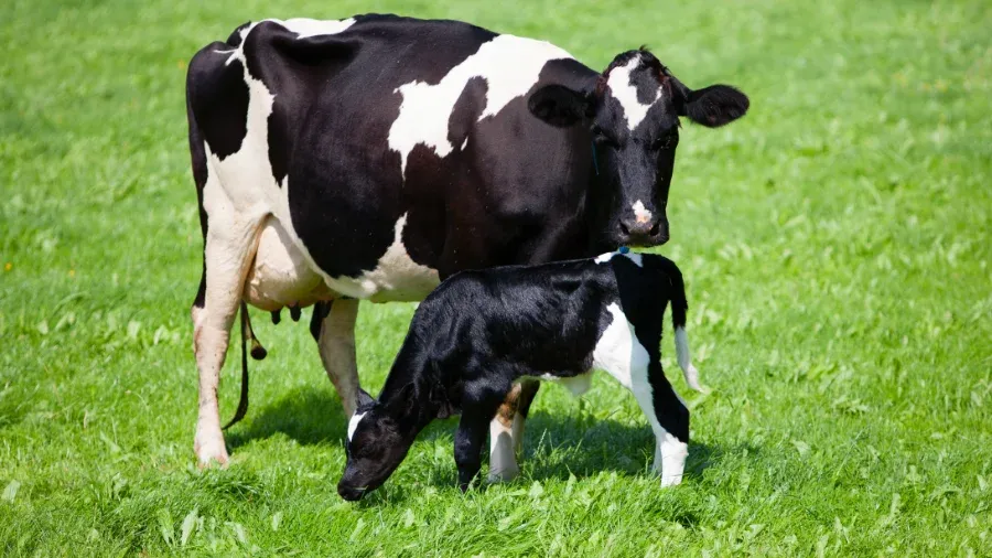 Mutterkuh und ihr Kalb grasen.