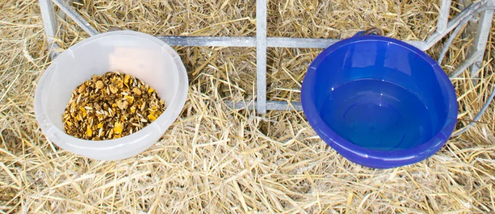 Ein Kalb im Iglu mit einer flachen Wasserschale und einer Futterschale.