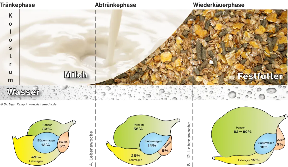 Schematische Darstellung der vier Wiederkäuermägen mit Proportionen in Prozent des Gesamtgewichts